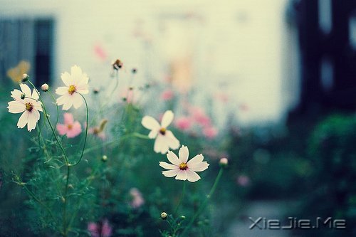 ֻҪ�����ߣ��ܻῴ������ (2)