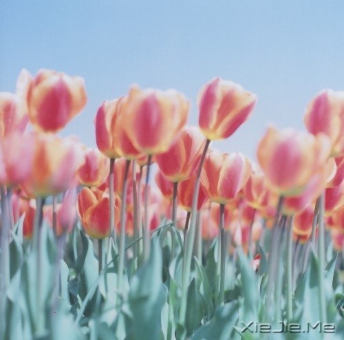 ���Լ����ˣ��Ż����˰� (10)