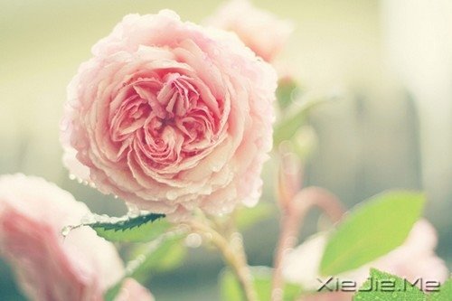 ����Ĺ¶�����һƬ�ڰ���������ֻ�ܿ����Լ� (8)